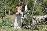 FOX TERRIER 366